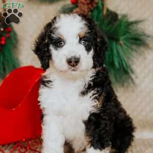 Hector, Bernedoodle Puppy